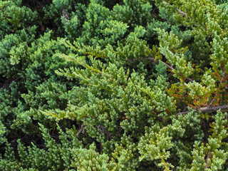 Naklejka premium Close-up pine needles for nature and environment background.