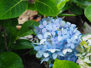 Beautiful pastel purple hydrangeas in the garden    