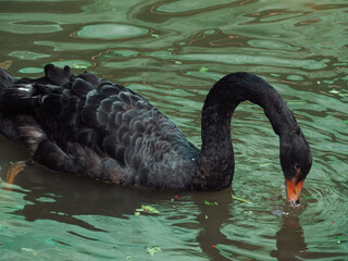 Naklejka premium Black geese in the pond are looking for food.