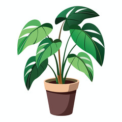 indoor plant on white background