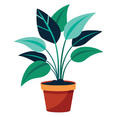 indoor plant on white background