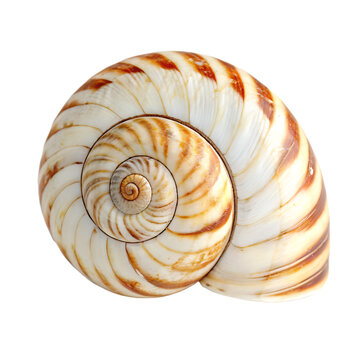 A spiral sea snail shell from the ocean isolated on a transparent background