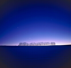 日没後のカラマツ並木（美瑛町）