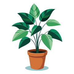 indoor plant on white background