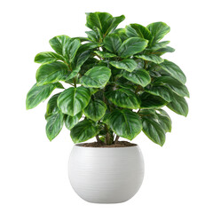 Ficus lyrata plant in white pot isolated on transparent background
