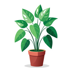 indoor plant on white background