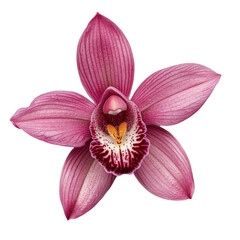 Fototapeta premium Beautiful orchid flower showcasing vibrant purple hues isolated on Transparent background, orchid flower isolated on PNG background