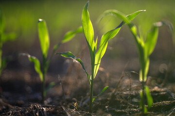 Corn sprouting in soil. Young plants in field. Farming corn in spring. Green sprouts on farm. Rural cornfield at growth. Crops planted in ground. Cultivated soil with corn. Corn growing in meadow.