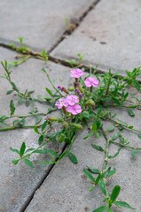 Vibrant pink flowers bloom through cracks in concrete, a beautiful display of nature's tenacity.