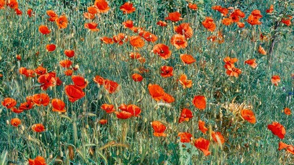 Fototapeta premium Beautiful field filled with bright red poppies in bloom.