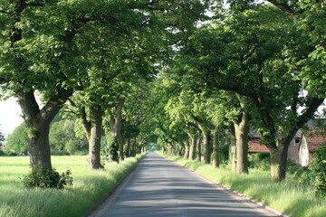 Serene Passage Under Canopy of Verdant Trees
