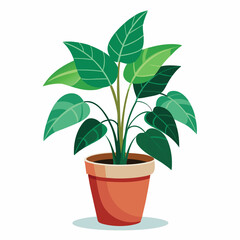 indoor plant on white background