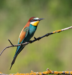 European bee-eater, merops apiaster. Beautiful bird sitting on a branch, blurred background