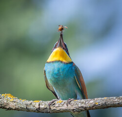 European bee-eater, merops apiaster. A bird flips a bee with its beak to get a better grip
