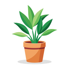 indoor plant on white background