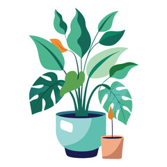 indoor plant on white background