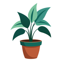 indoor plant on white background