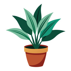 indoor plant on white background