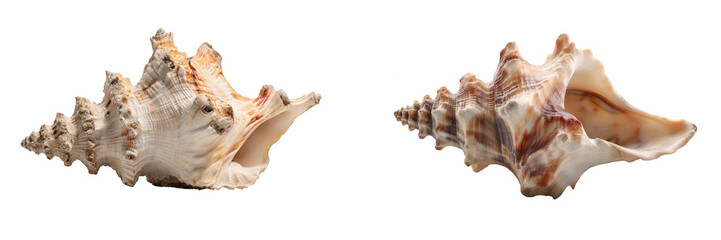 Two large seashells isolated on transparent background