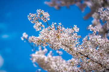 Flowering tree branch with white flowers. Spring background. Blooming tree branches white flowers and blue sky background, close up. Cherry blossom, sakura garden, spring orchard, spring sunny day.