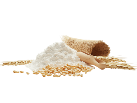 The transformation of grains from field to flour with sacks and flour powder, An open wheat sack spilling grains surrounding with powder of flower, Wheat flour food ingredient with sack of flour.