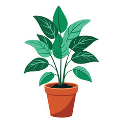 indoor plant on white background