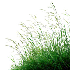 Lush green grass field with vibrant blades swaying against a white background, Grass field white background