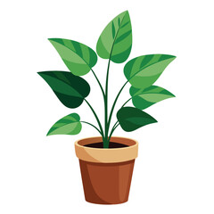 indoor plant on white background