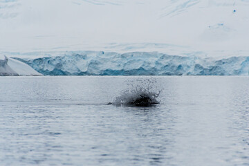 Close-up of the back of a diving humpback whale -Megaptera novaeangliae- including the dorsal fin...
