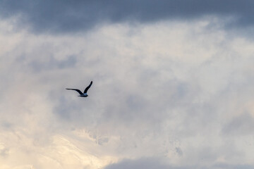 Telephoto of a kelp gull - Larus dominicanus- flying in front of glacial Antarctic mountains....