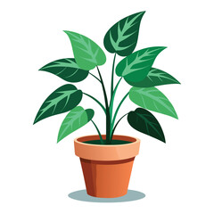 indoor plant on white background