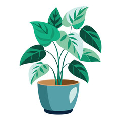 indoor plant on white background