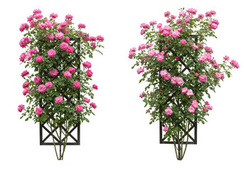 Two pink rose bushes on trellis isolated on transparent background