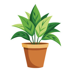 indoor plant on white background