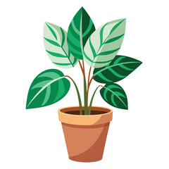 indoor plant on white background