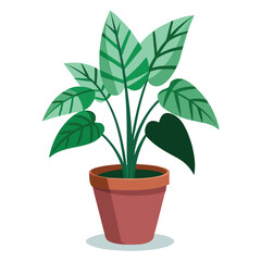 indoor plant on white background