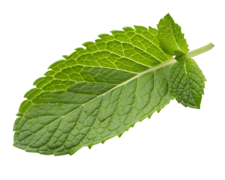 Fresh green mint leaf isolated on transparent background