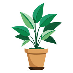 indoor plant on white background