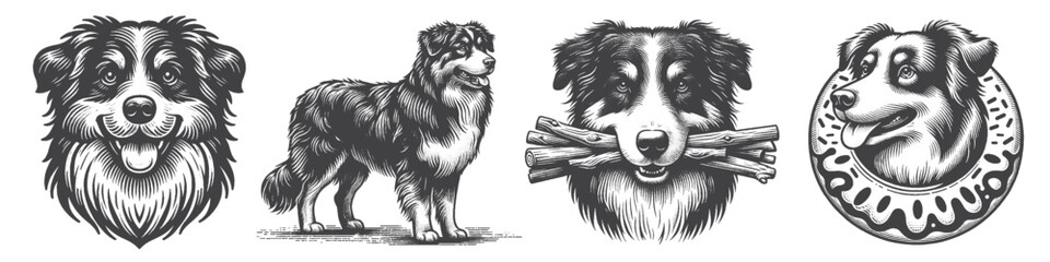 Fototapeta premium Vintage Hand-Drawn Australian Shepherd Dog with Wood and Donuts Collection Illustration, Rustic Pet Engraved Style Vector for T-Shirts and Outdoor Snack Themes Design