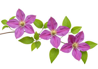 Three purple clematis flowers branch isolated on transparent background