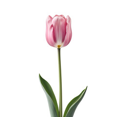 Naklejka premium Elegant Pink Tulip isolated on transparent background Generative AI.
