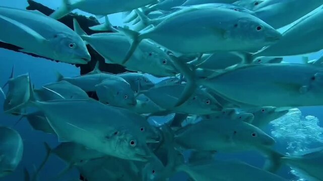 Sardine run underwater big fish school ocean scenery of behaviour. Amazing closeup of silver fish swimming anfront of camera in blue water of South Africa sea. Underwater world, wild life nature.