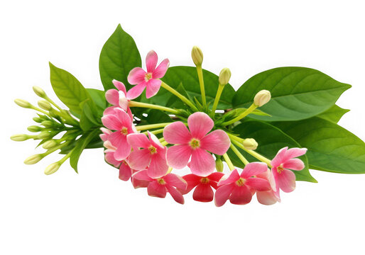 Pink rangoon creeper flowers isolated on transparent background