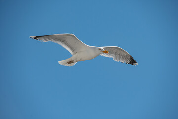 a seagull flying in the blue sky