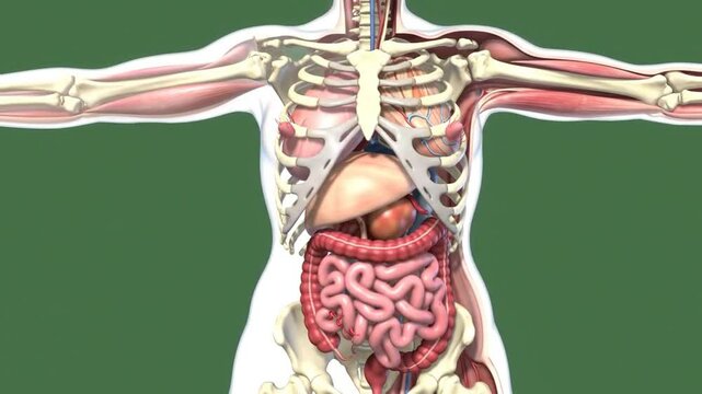 Detailed Anatomical Model Displaying Human Skeletal Structure Organs and Circulatory System Against Green Backdrop