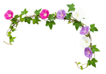 Morning glory vine with flowers isolated on transparent background