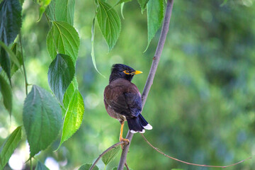 Alone common Myna. Common Myna (Acridotheres tristis) perched on tree branch. Bird, animal idea...