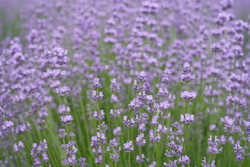 Fototapeta premium Delicately scented lavender blossoms in a peaceful field 