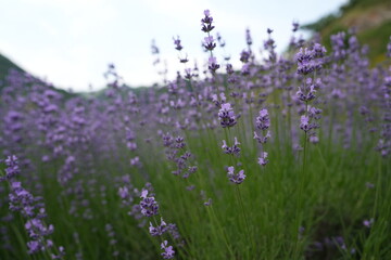 Obraz premium Delicately scented lavender blossoms in a peaceful field 