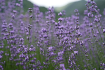Delicately scented lavender blossoms in a peaceful field
